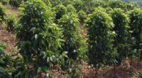 Saca de café mineiro alcança R$ mil