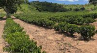 Minas Gerais amplia produção de café conilon e fortalece diversificação no campo