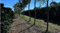 Cooperativa vende crédito de carbono