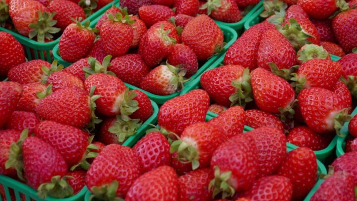 morango