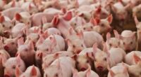Suinocultura mineira enfrenta prejuízos