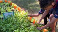 Agro na Escola une educação e prática no campo em Belo Oriente