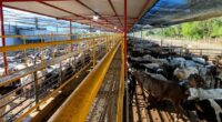 Frigorífico mineiro reabilitado para a China