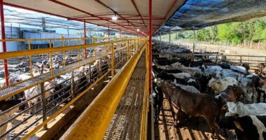 Frigorífico mineiro reabilitado para a China