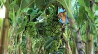 Produção de frutas avança na Zona da Mata