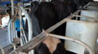 Potência leiteira enfrenta saída de produtores