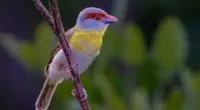 Ave silvestre registrada em área de vegetação utilizada em pesquisa sobre biodiversidade desenvolvidos pela UFMG