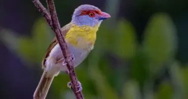 Ave silvestre registrada em área de vegetação utilizada em pesquisa sobre biodiversidade desenvolvidos pela UFMG