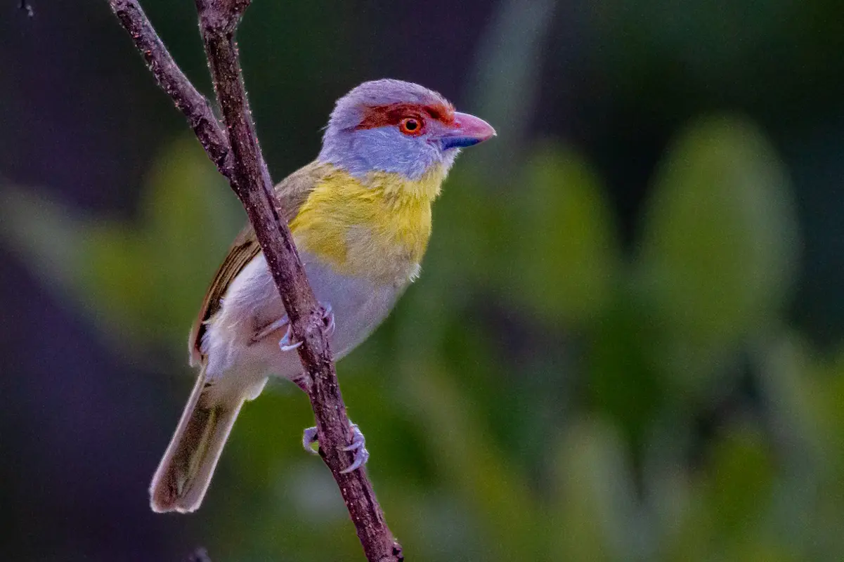 Pesquisa da UFMG amplia mapeamento da biodiversidade em áreas remotas Ave silvestre registrada em área de vegetação utilizada em pesquisa sobre biodiversidade desenvolvidos pela UFMG