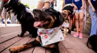 Cão disponível para adoção durante feira de adoção pet realizada em shopping de Belo Horizonte
