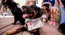 Cão disponível para adoção durante feira de adoção pet realizada em shopping de Belo Horizonte