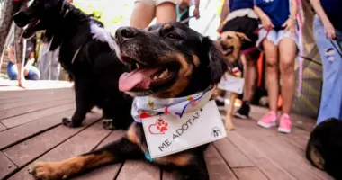 Cão disponível para adoção durante feira de adoção pet realizada em shopping de Belo Horizonte