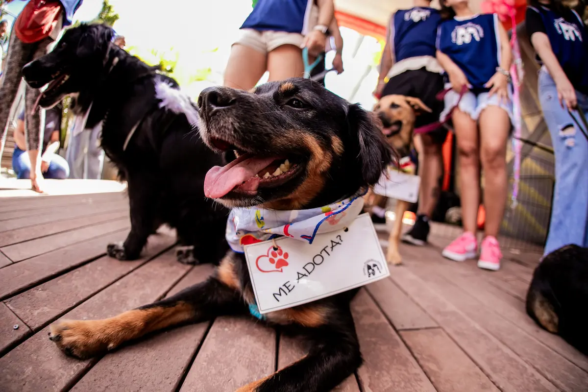Feira de adoção reúne cães e gatos em shopping de BH Cão disponível para adoção durante feira de adoção pet realizada em shopping de Belo Horizonte