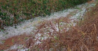 Prejuízos por chuva e granizo: veja o que o produtor deve fazer para comprovar perdas